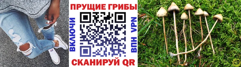 Галлюциногенные грибы Psilocybine cubensis  Хадыженск 
